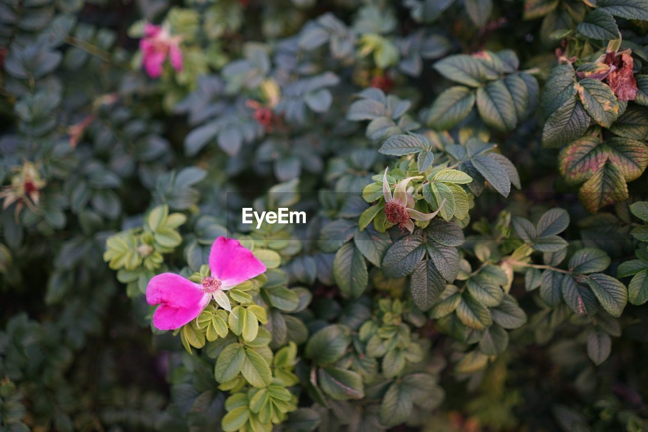 close-up of pink flowering plants