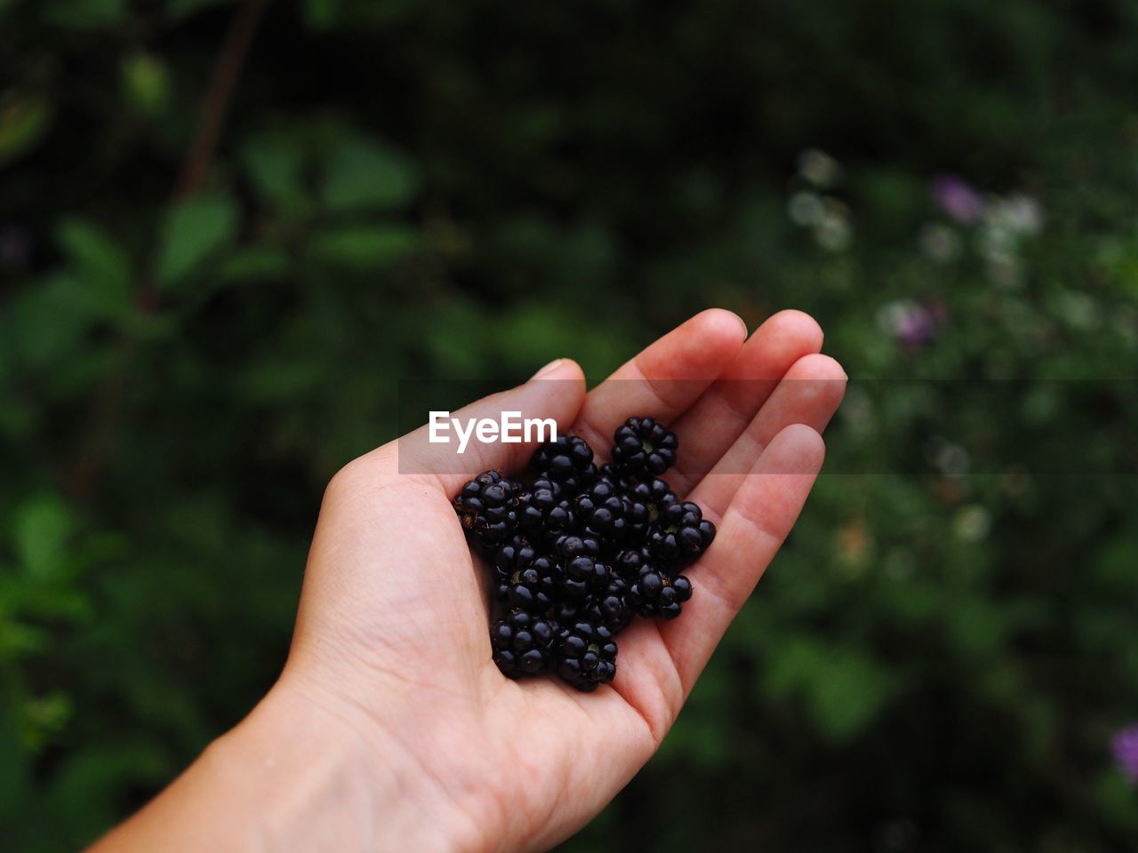 Blackberries 