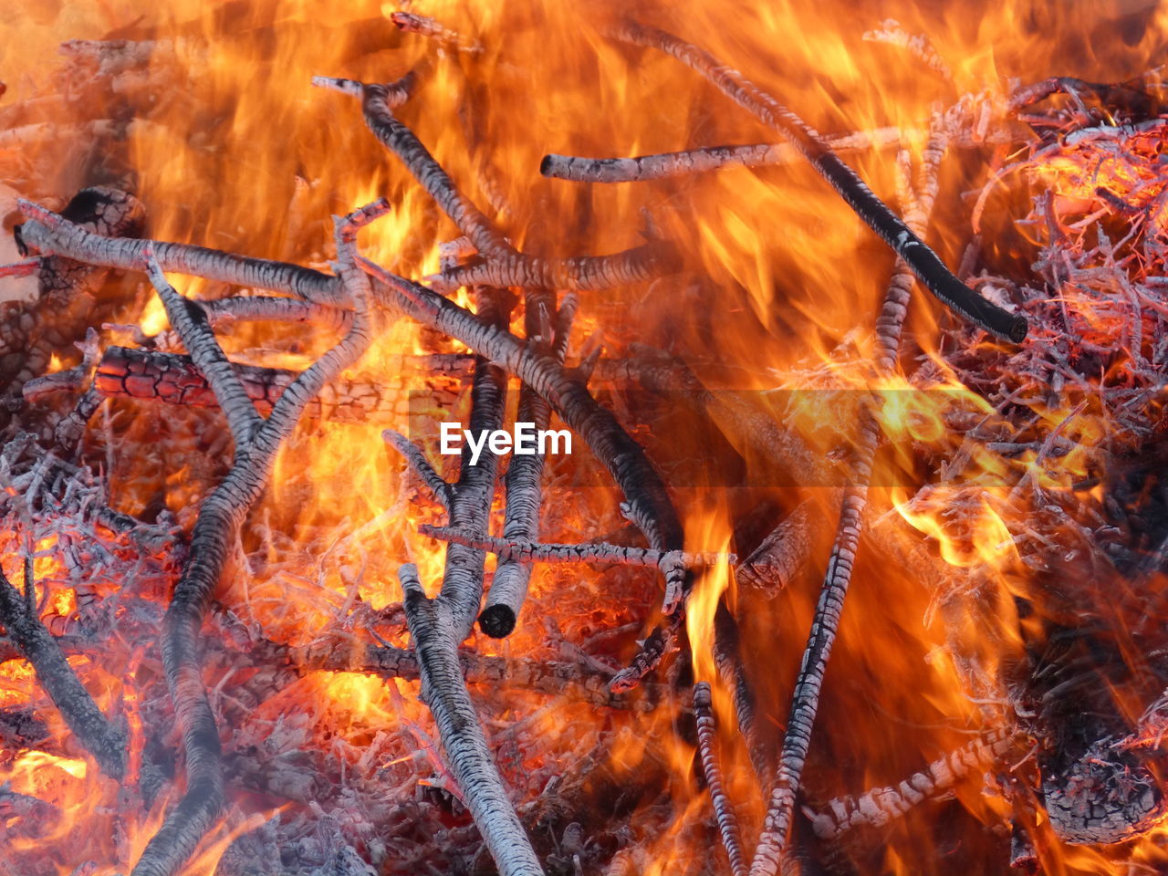 FULL FRAME SHOT OF FIRE IN FOREST