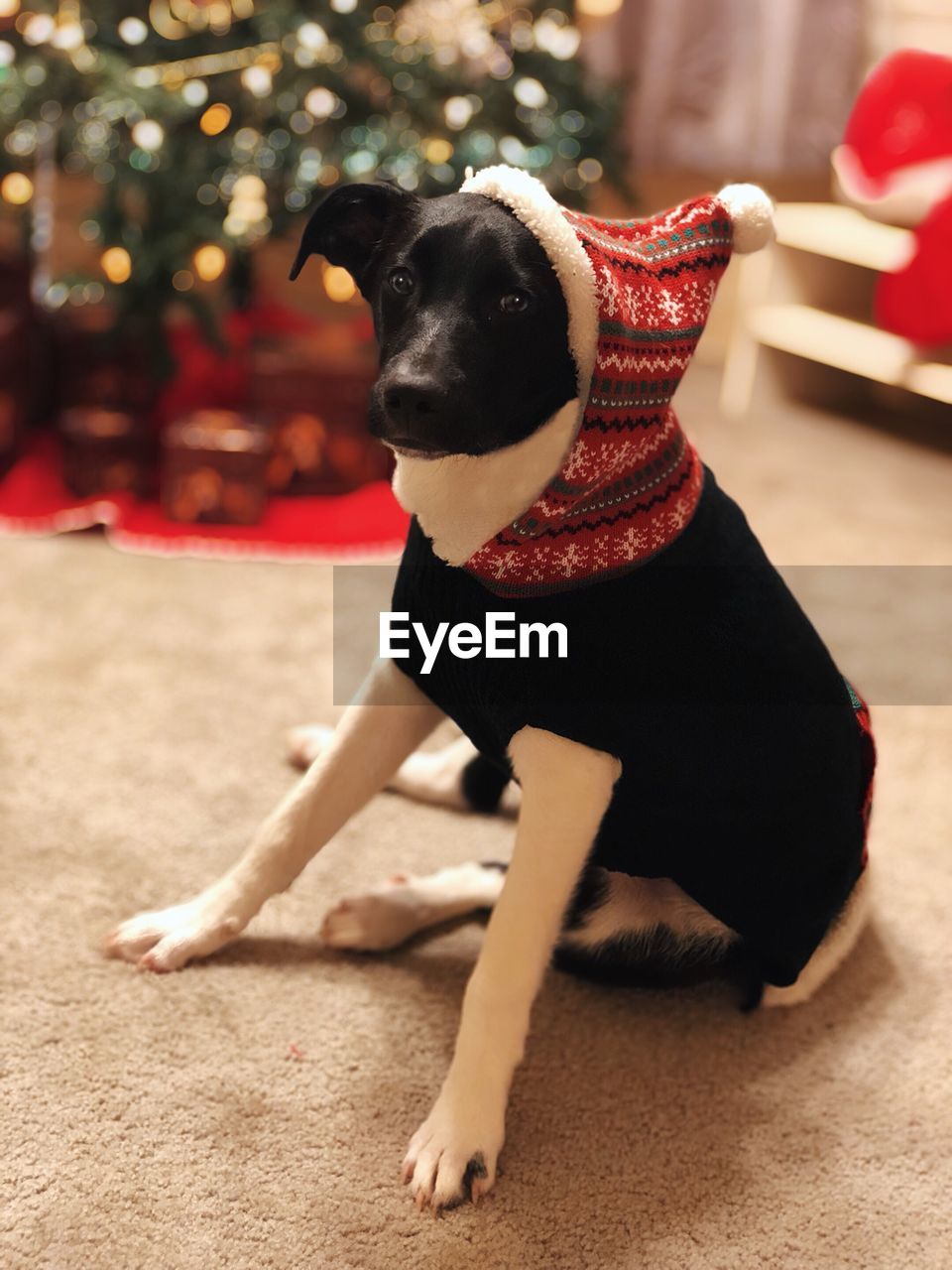 PORTRAIT OF DOG LOOKING AWAY OUTDOORS