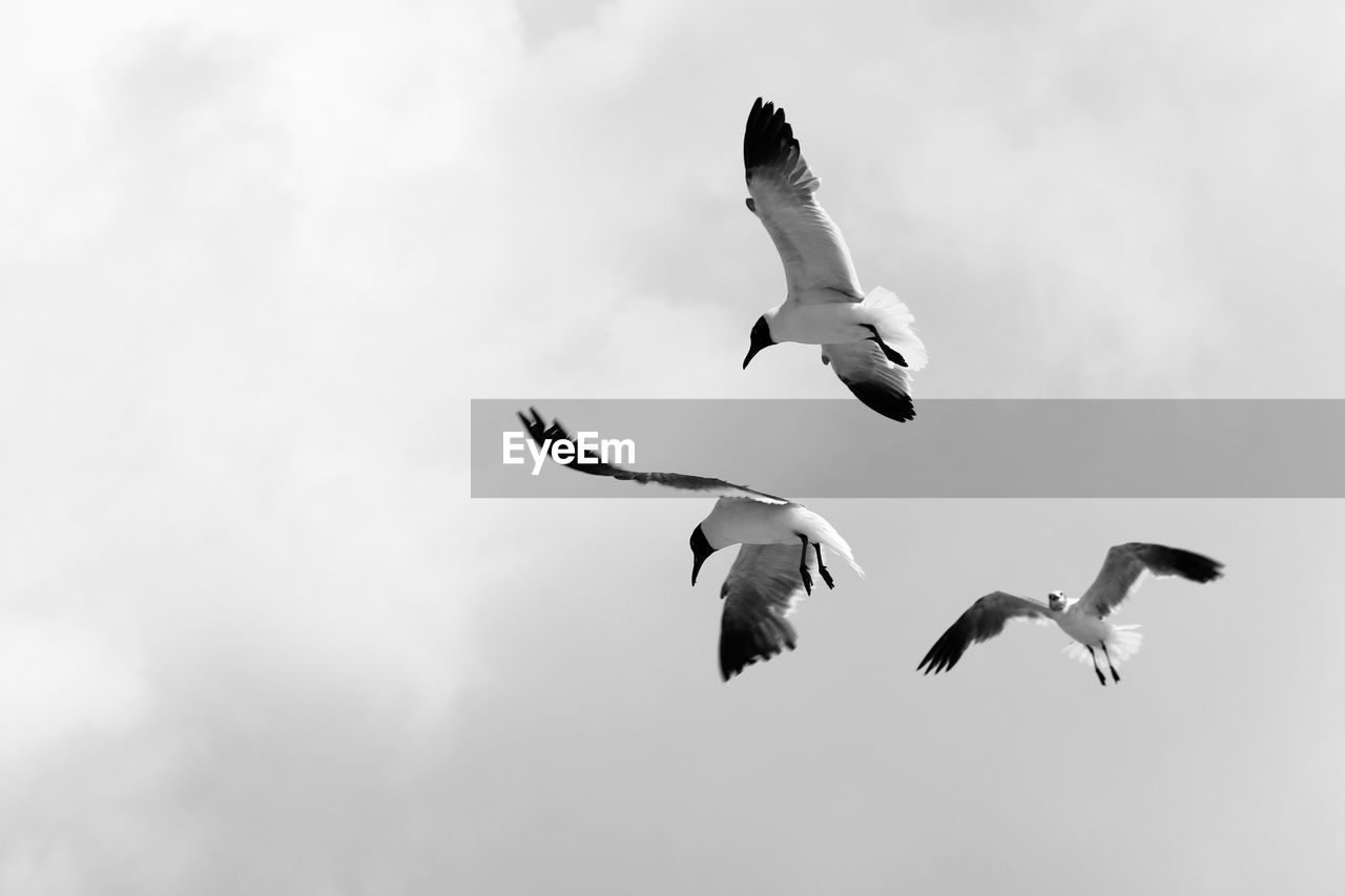 LOW ANGLE VIEW OF SEAGULLS