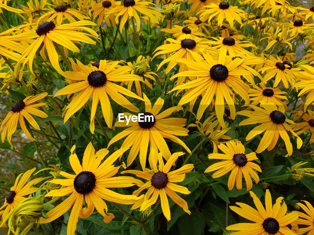 CLOSE-UP OF YELLOW FLOWERS IN BLACK-EYED