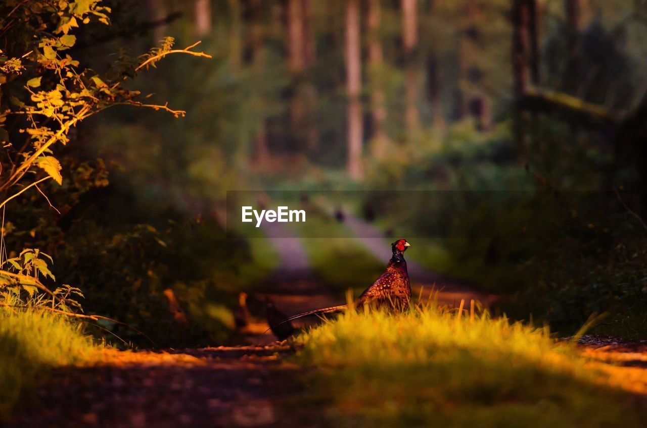 Bird perching on field in forest