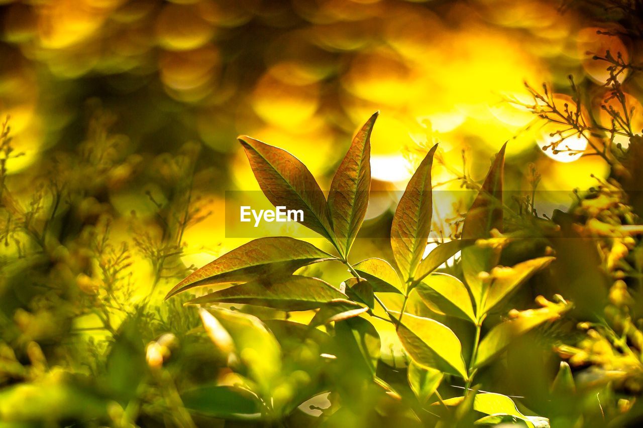 Close-up of yellow leaves on plant at field