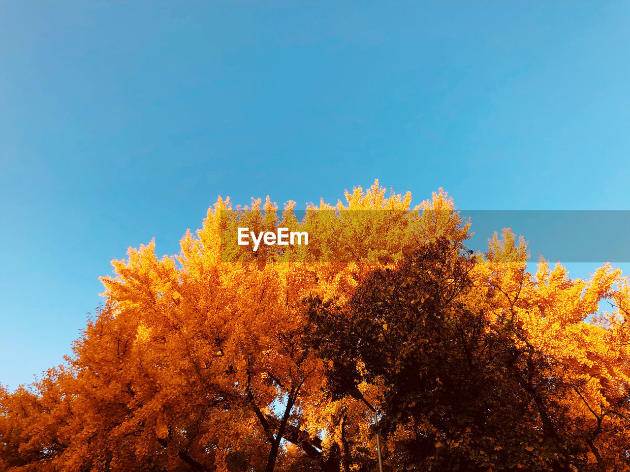 LOW ANGLE VIEW OF AUTUMN TREES AGAINST CLEAR SKY