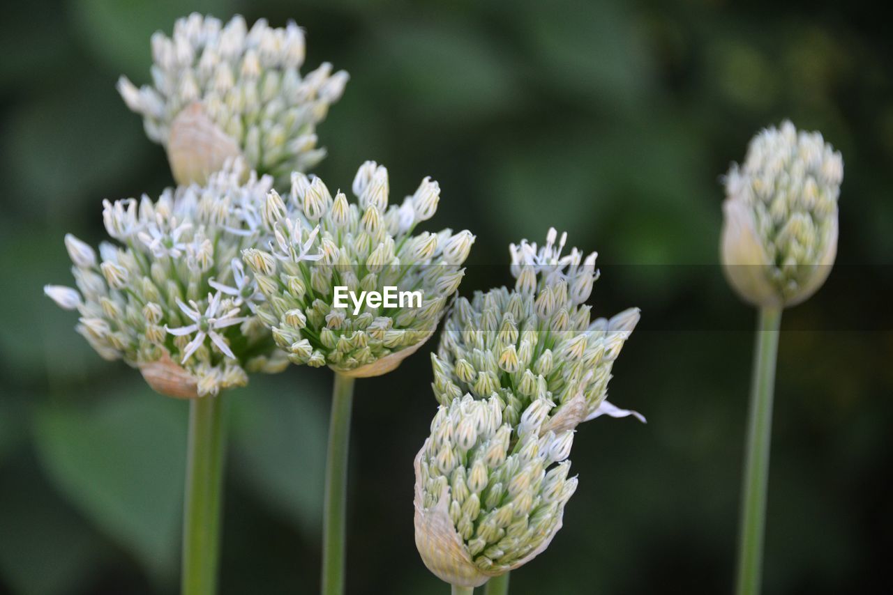 Close-up of white flowering plant