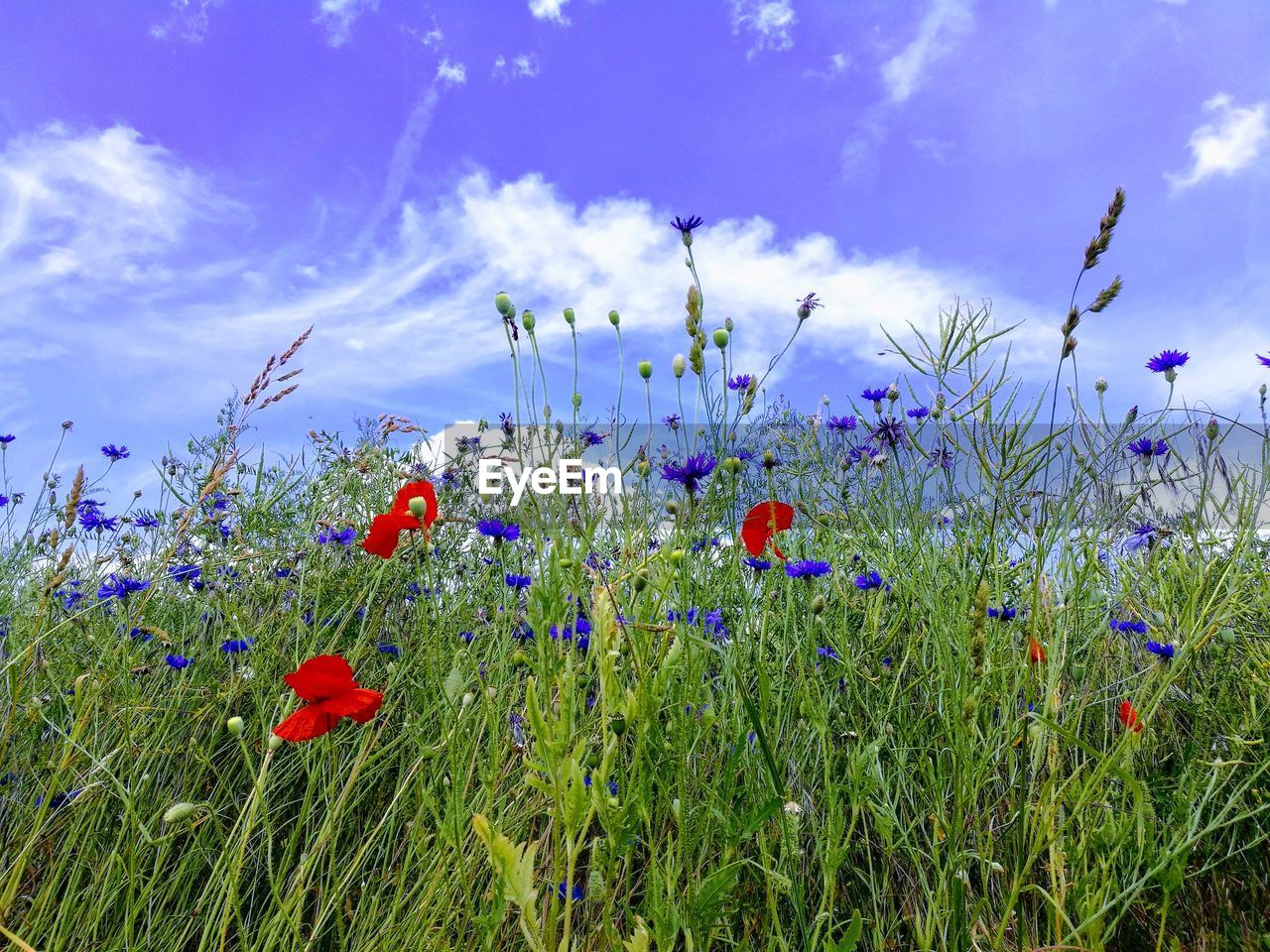 CLOSE-UP OF PURPLE FLOWERING PLANTS ON FIELD