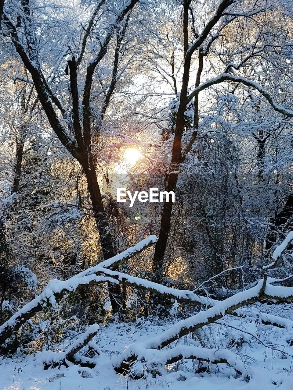 SNOW COVERED BARE TREE IN FOREST