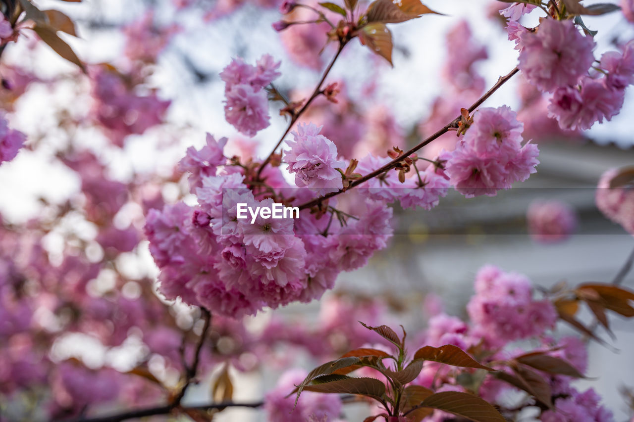 plant, flower, flowering plant, blossom, pink, beauty in nature, freshness, fragility, springtime, tree, growth, nature, branch, cherry blossom, spring, close-up, cherry, cherry tree, no people, produce, outdoors, flower head, inflorescence, botany, focus on foreground, petal, day, twig, selective focus, food, sky, fruit tree, tranquility