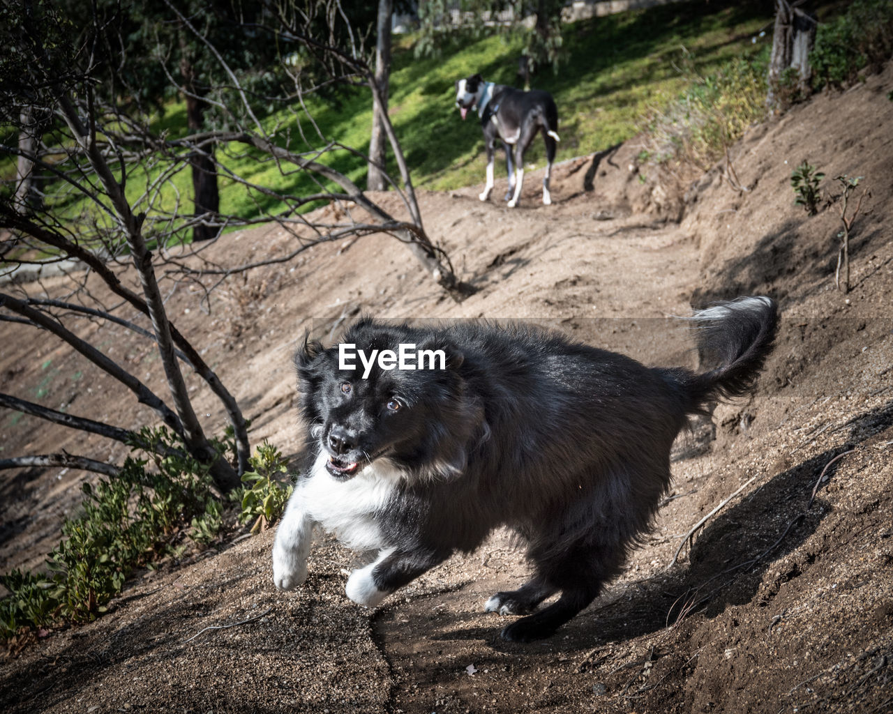 Old dog running towards camera on a trail with a great dane dog in the background.