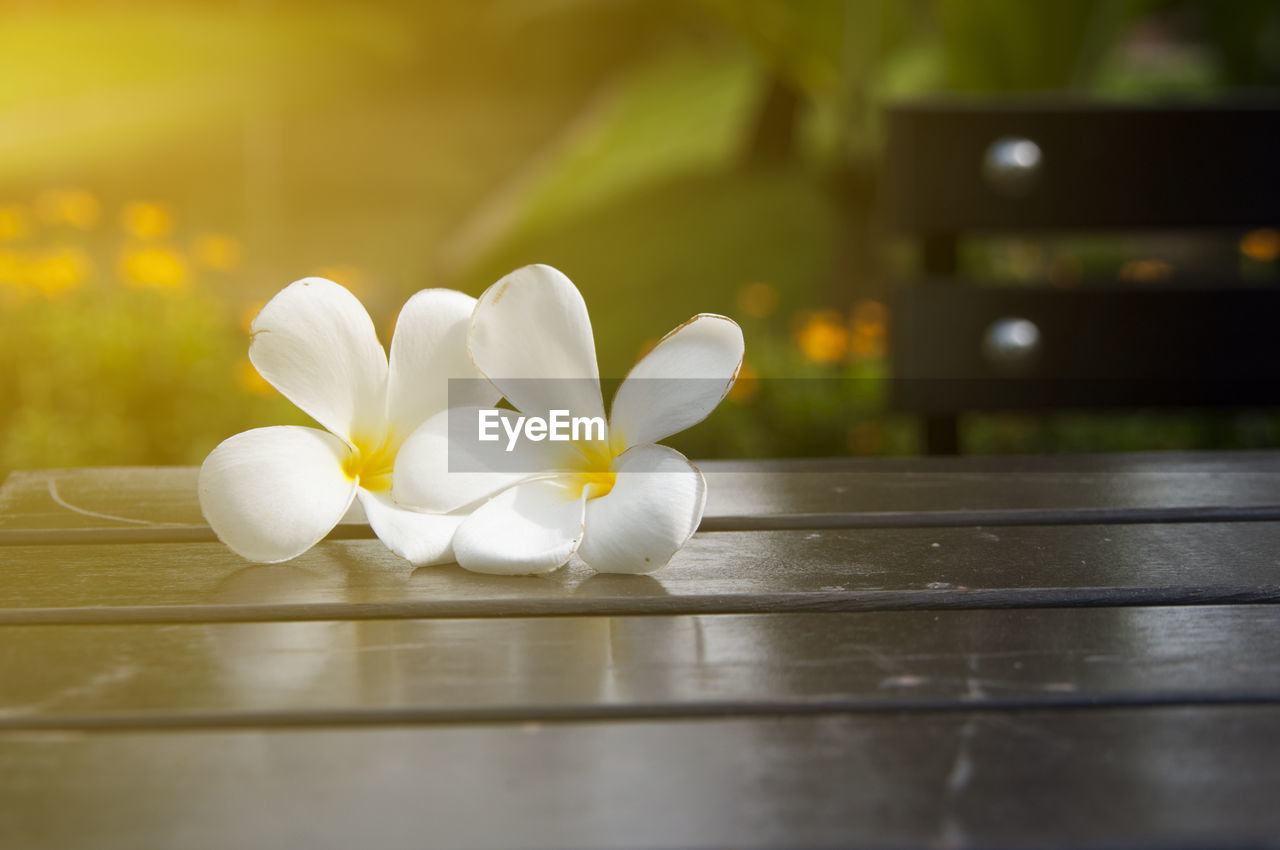 Close-up of white frangipani flowers on table in park