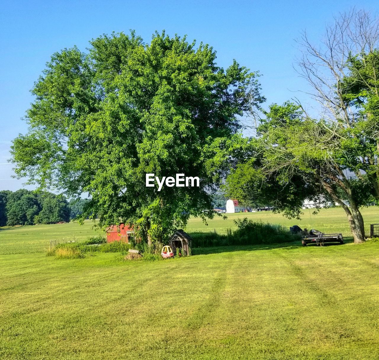 TREES ON FIELD