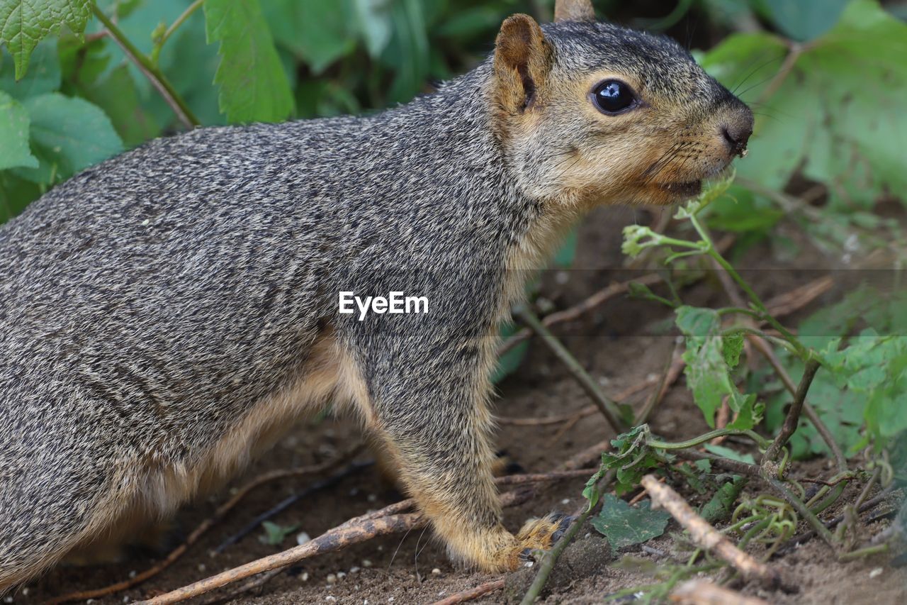 Close-up of a squirrel on field