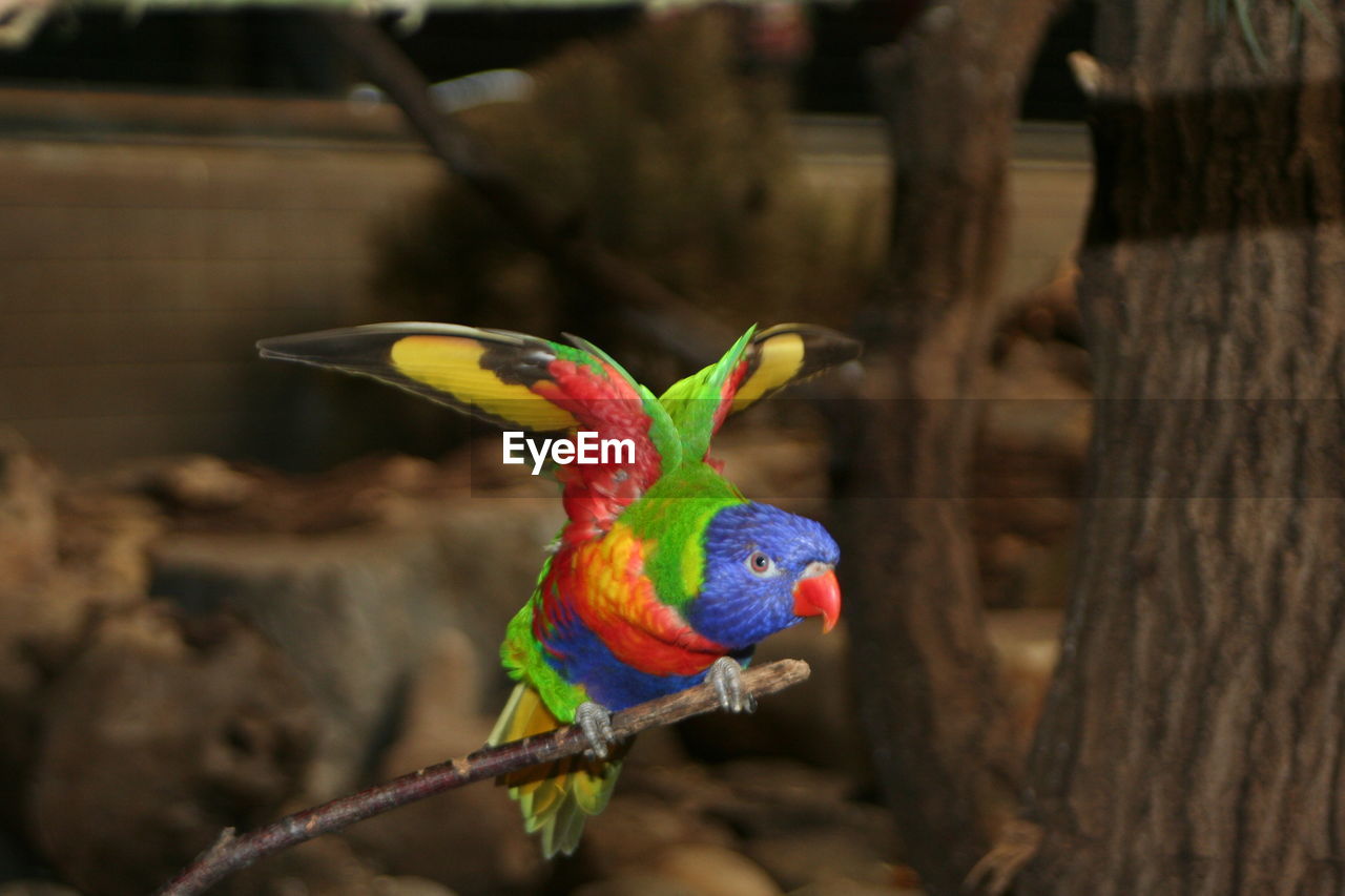 CLOSE-UP OF PARROT PERCHING ON TREE