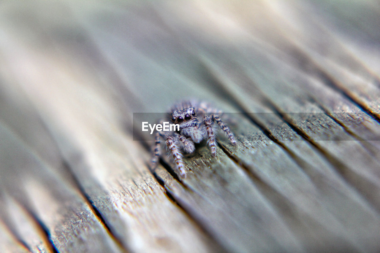 Close-up of spider on wood