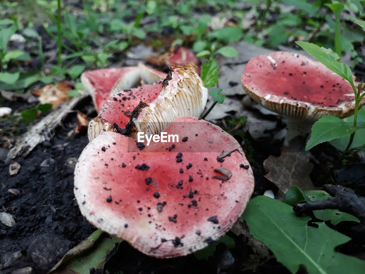 CLOSE-UP OF MUSHROOMS ON FIELD