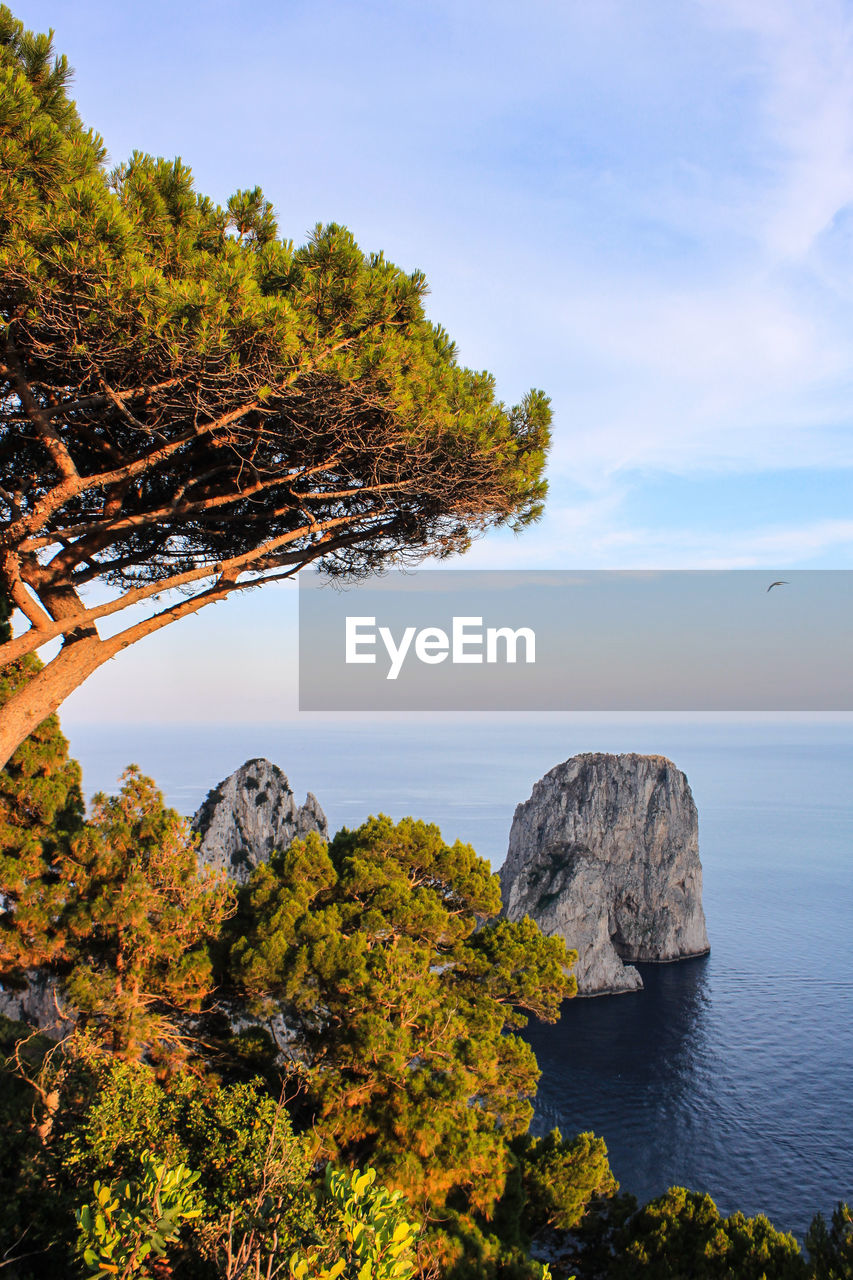 Trees by sea against sky