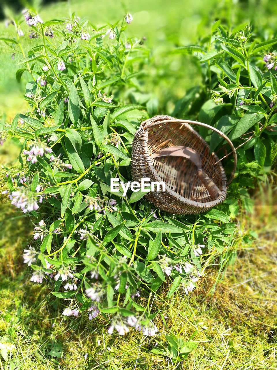 CLOSE-UP OF A SNAIL