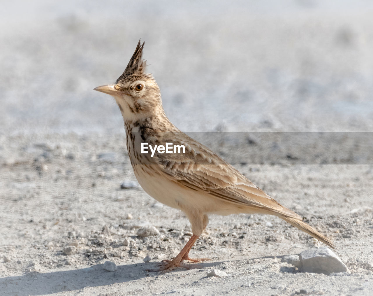 CLOSE-UP OF A BIRD ON SAND