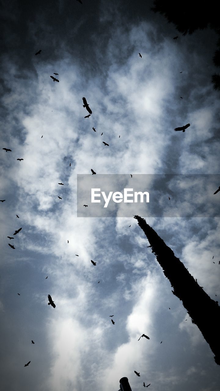 LOW ANGLE VIEW OF BIRDS FLYING OVER CLOUDY SKY