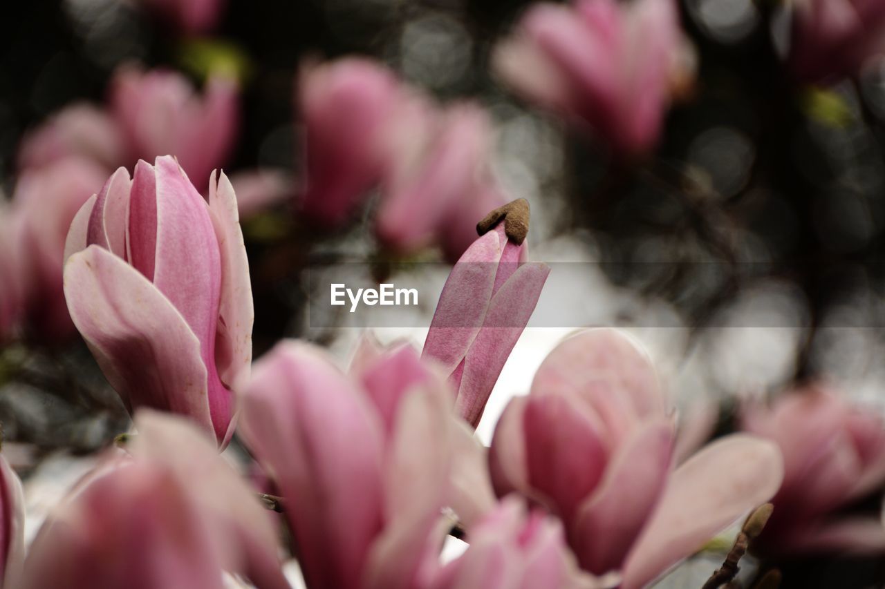 Close-up of pink flowers