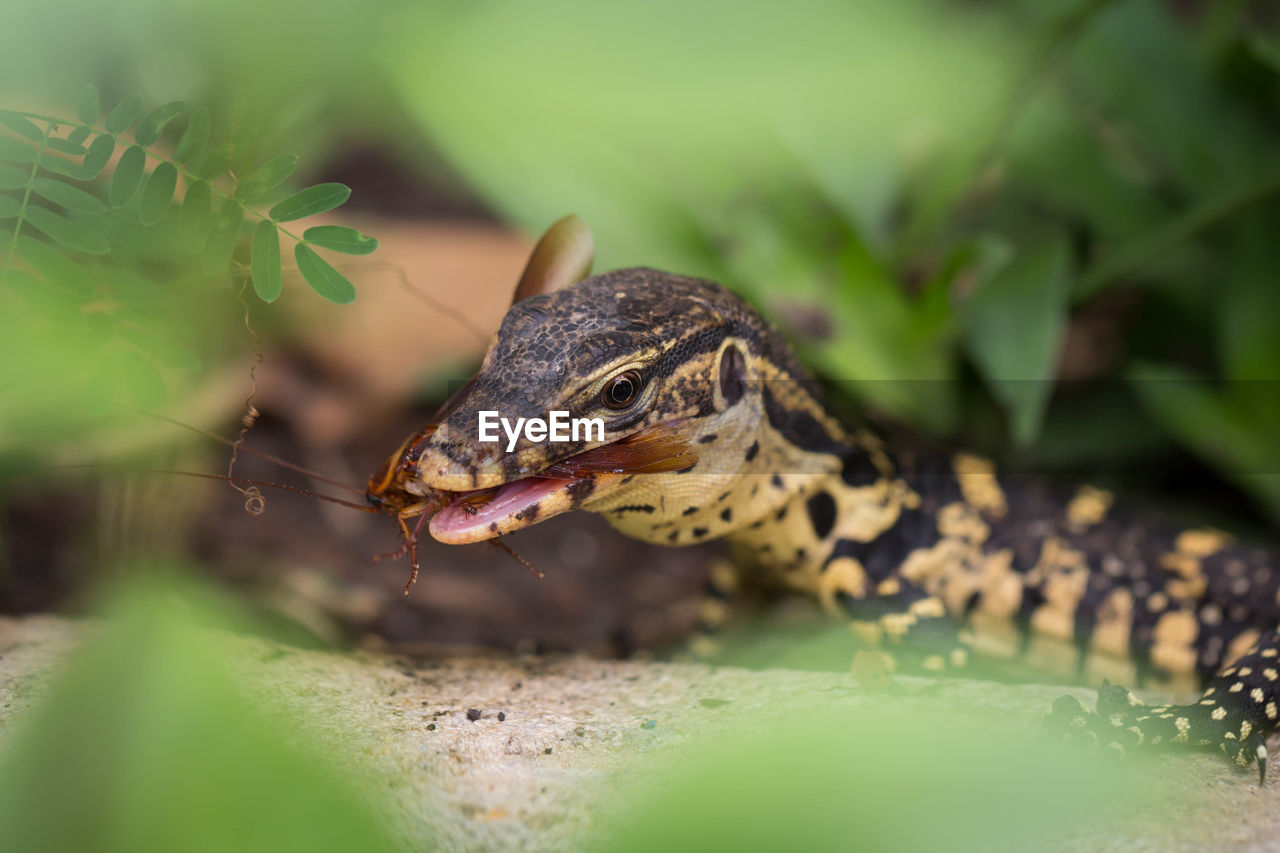 CLOSE-UP OF A FROG