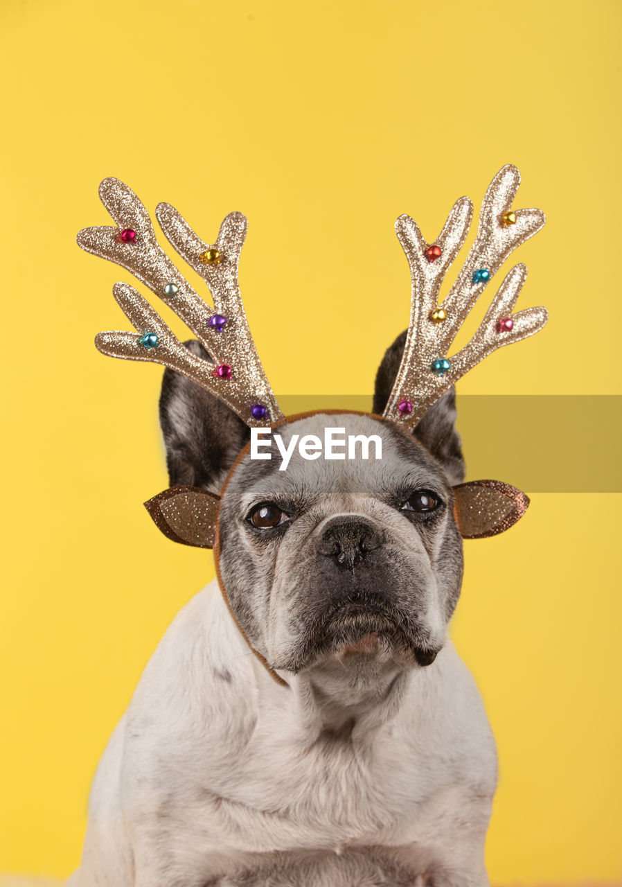 French bulldog dog with head christmas reindeer antlers on yellow background.