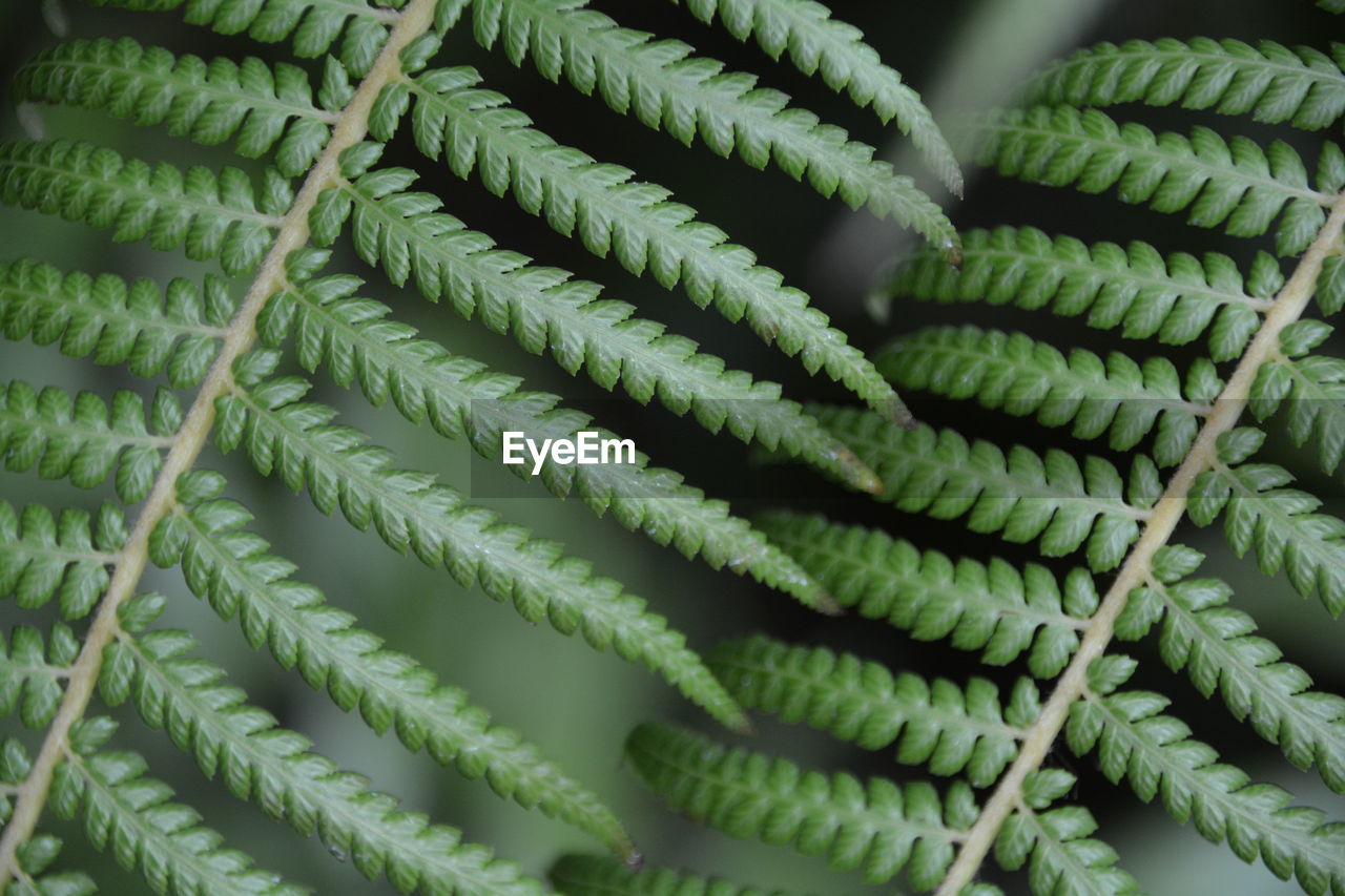 Detail shot of green leaves