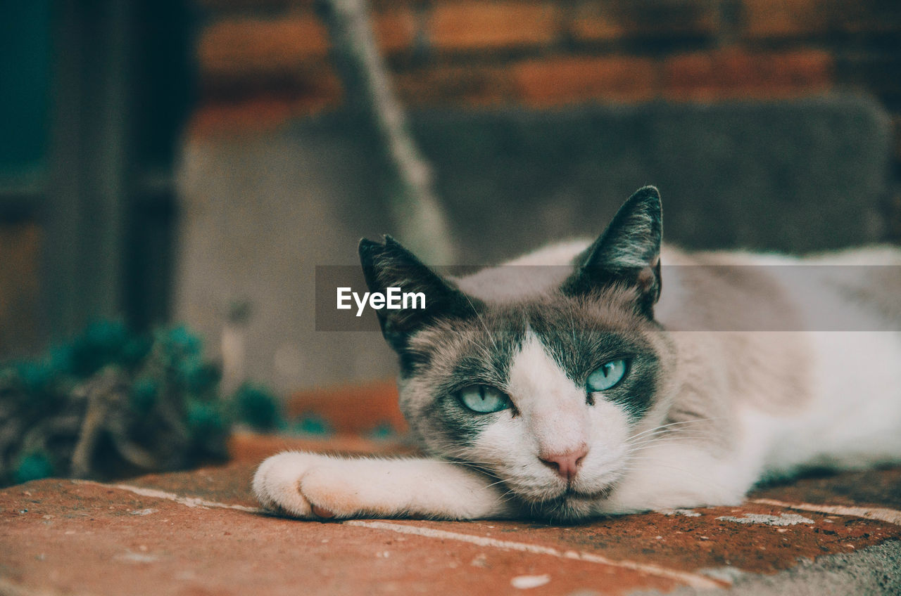 Spanish cat