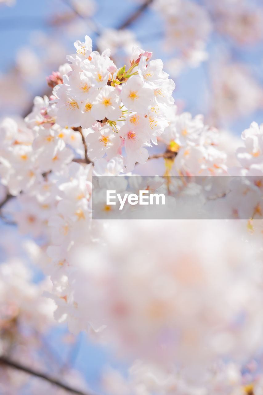 CLOSE-UP OF WHITE CHERRY BLOSSOM