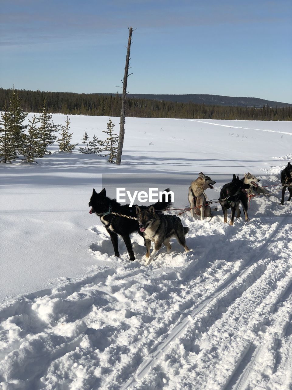 DOG STANDING ON SNOW FIELD