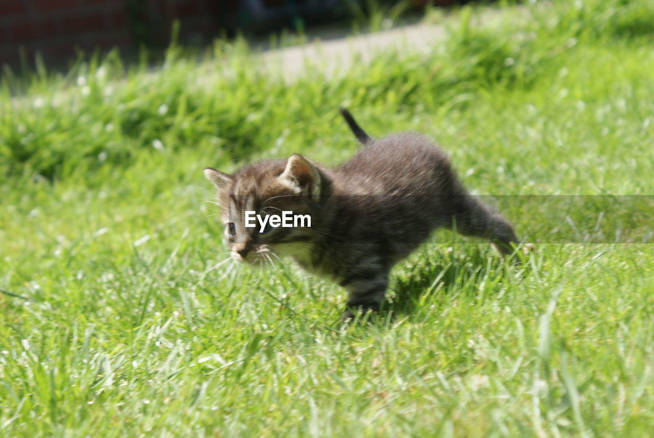 Tilt image of kitten walking on grassy field