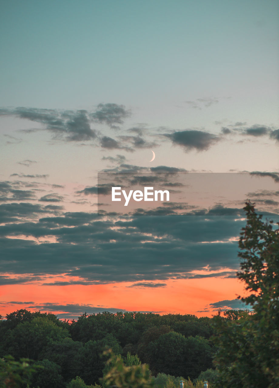 Low angle view of trees against sky during sunset