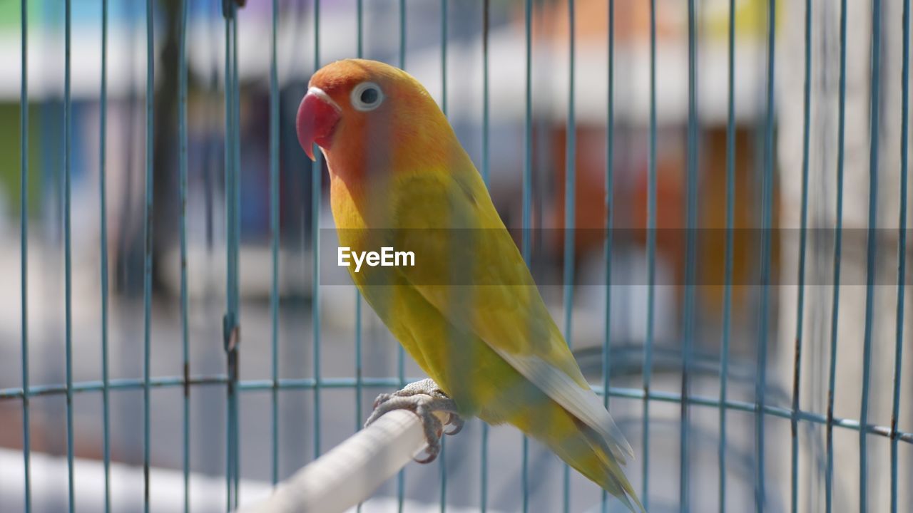 CLOSE-UP OF PARROT PERCHING ON CAGE