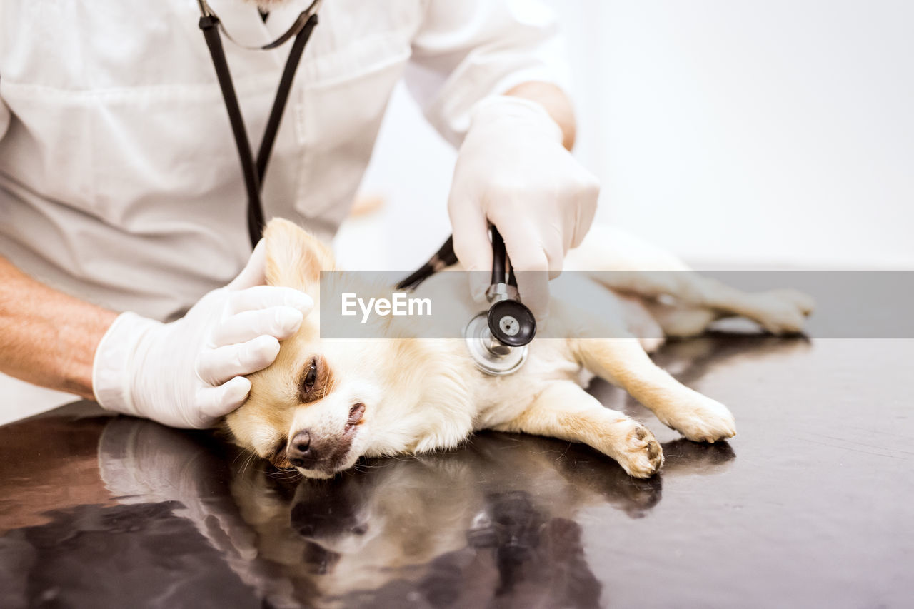 Close-up of vet examining dog in clinic