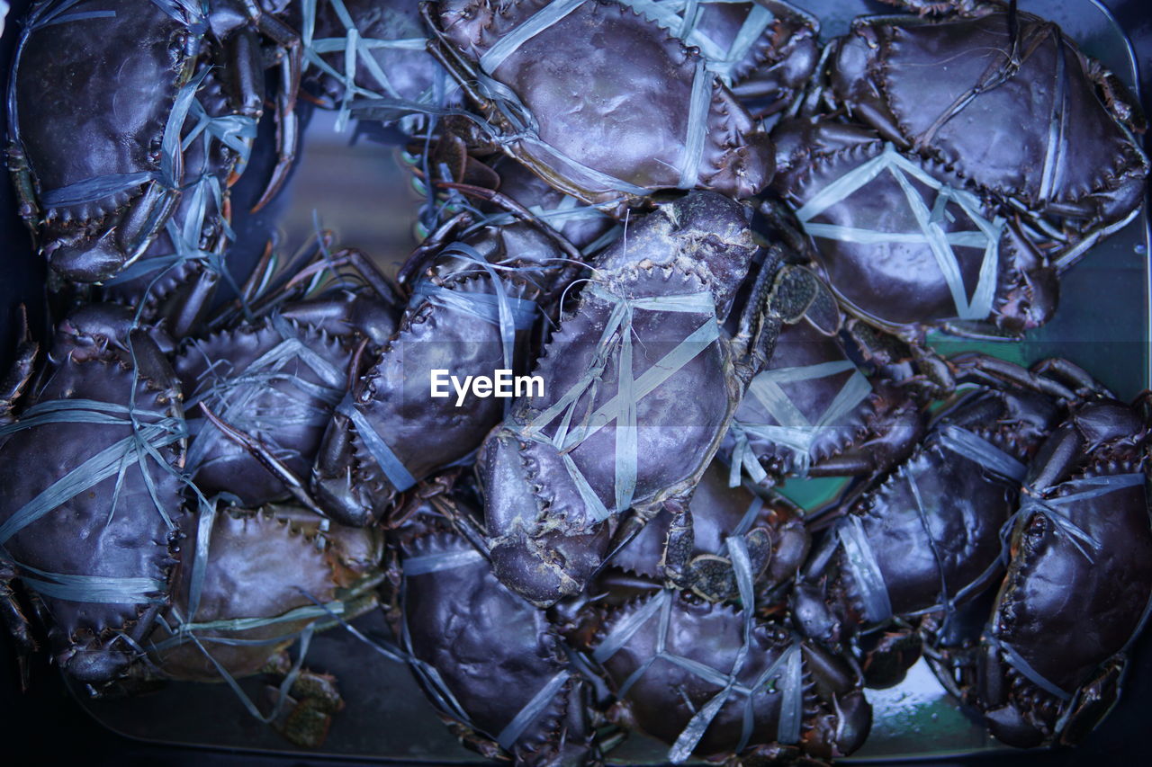 High angle view of crabs in container for sale at market