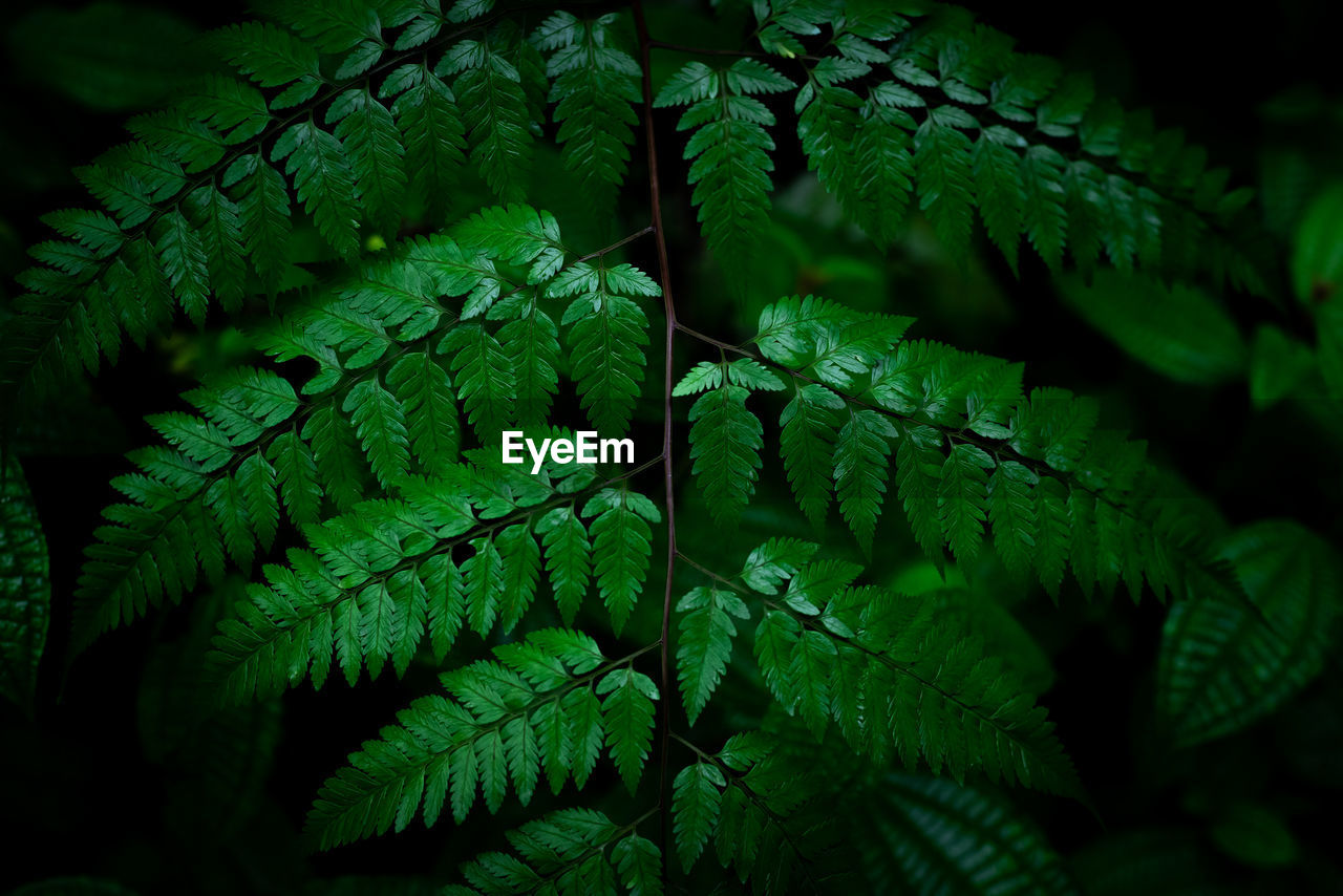 ferns and horsetails, green, fern, leaf, plant part, plant, growth, nature, close-up, beauty in nature, no people, forest, tree, jungle, flower, rainforest, plant stem, outdoors, macro photography, day, foliage, vegetation, lush foliage