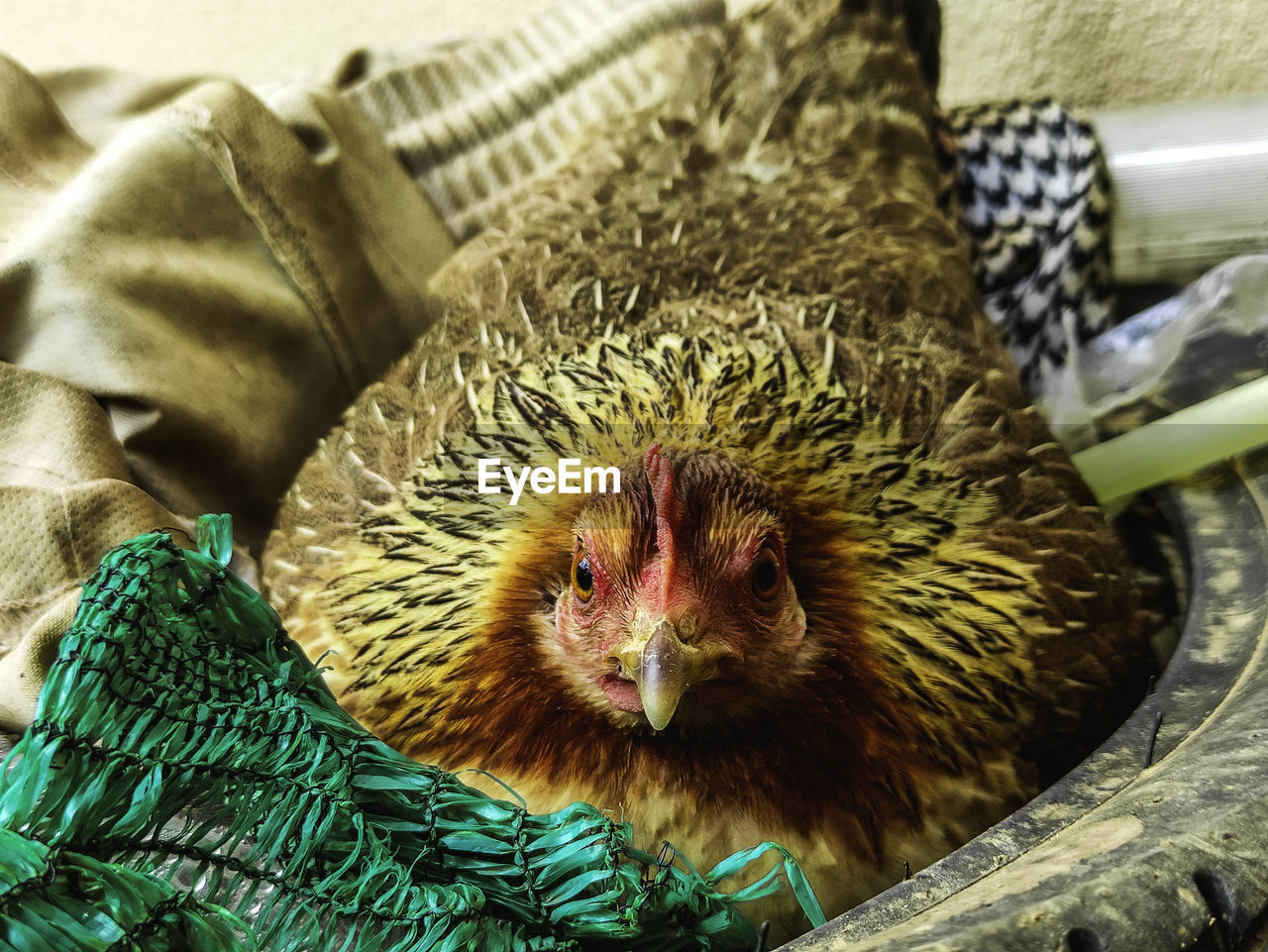 animal themes, animal, one animal, mammal, close-up, no people, bird, domesticated hedgehog, hedgehog, pet, domestic animals, indoors, animal wildlife, wildlife, beak