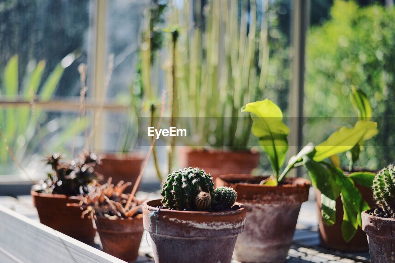 Potted cactus plants in greenhouse