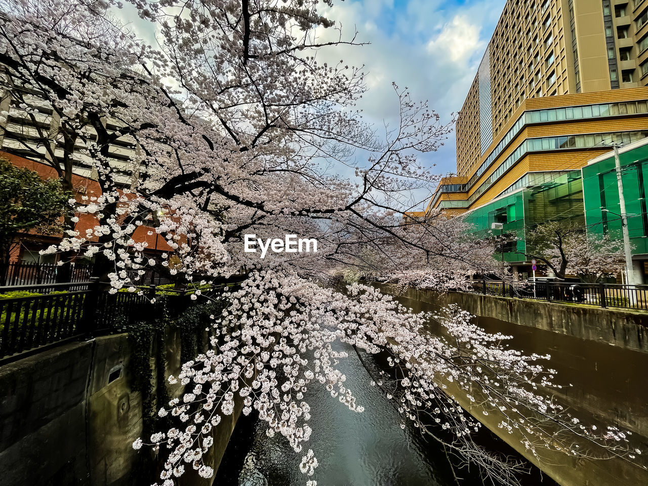 architecture, built structure, flower, plant, building exterior, tree, urban area, nature, city, cherry blossom, water, building, sky, spring, cityscape, travel destinations, outdoors, no people, reflection, day, cloud, blossom, springtime, flowering plant, travel, beauty in nature, growth, branch, tourism