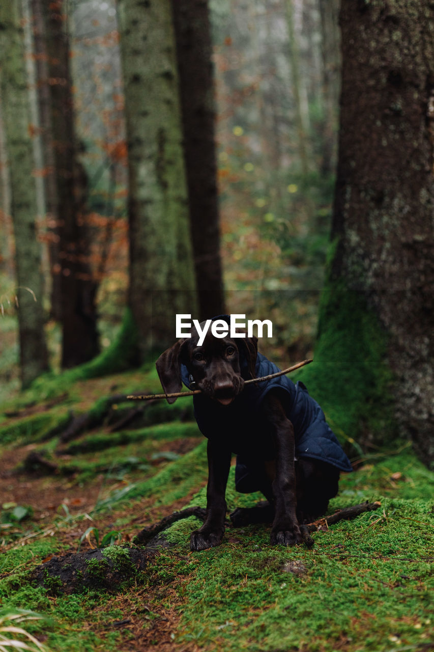 DOG STANDING ON TREE TRUNK