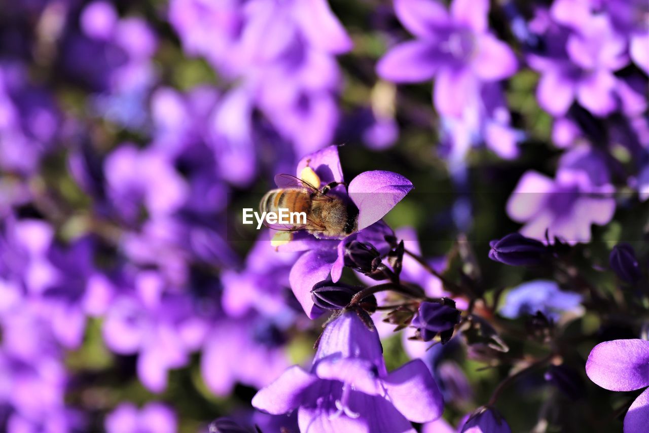 CLOSE-UP OF BEE POLLINATING ON PURPLE FLOWERING