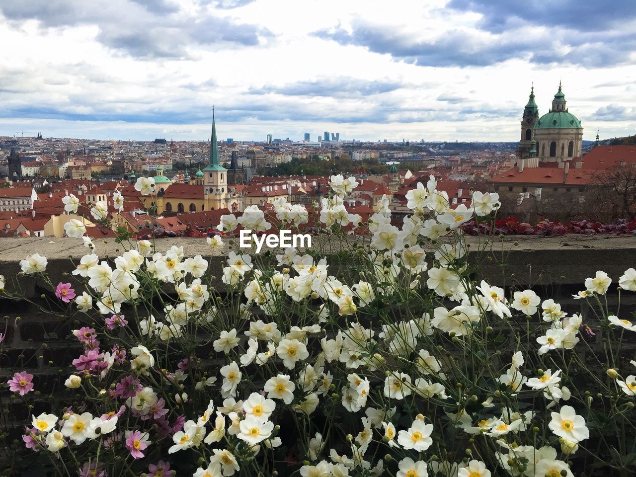 FLOWERS GROWING IN CITY