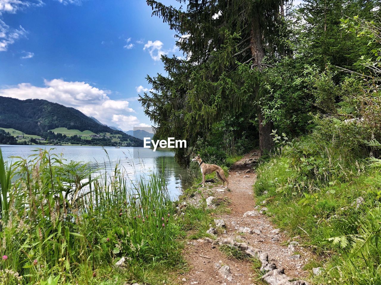 SCENIC VIEW OF LAKE AND TREES AGAINST SKY