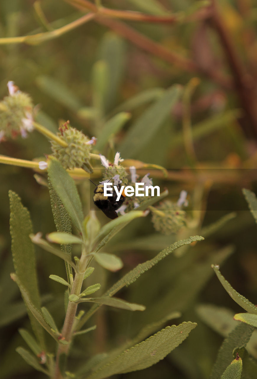 CLOSE-UP OF INSECT ON PLANT