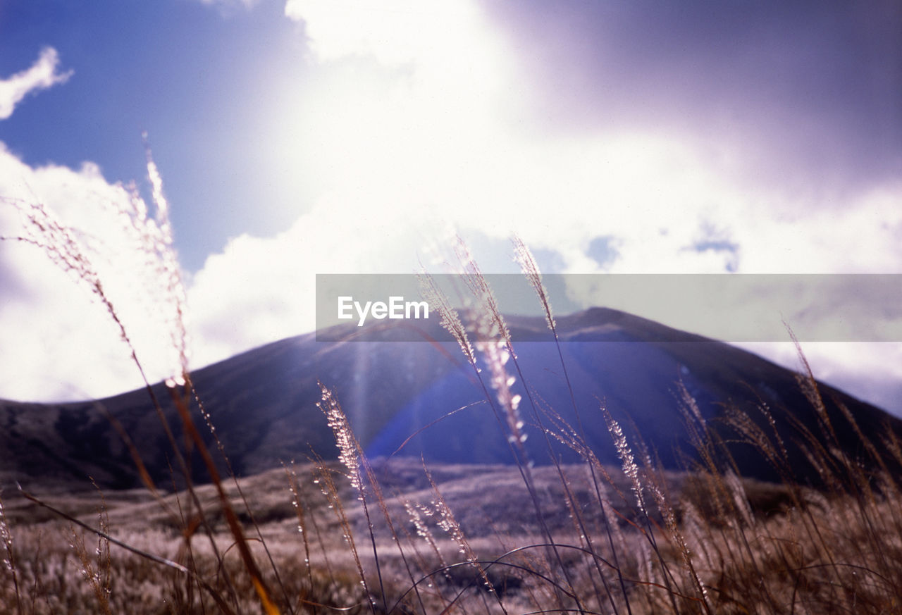 Grass on field against cloudy sky