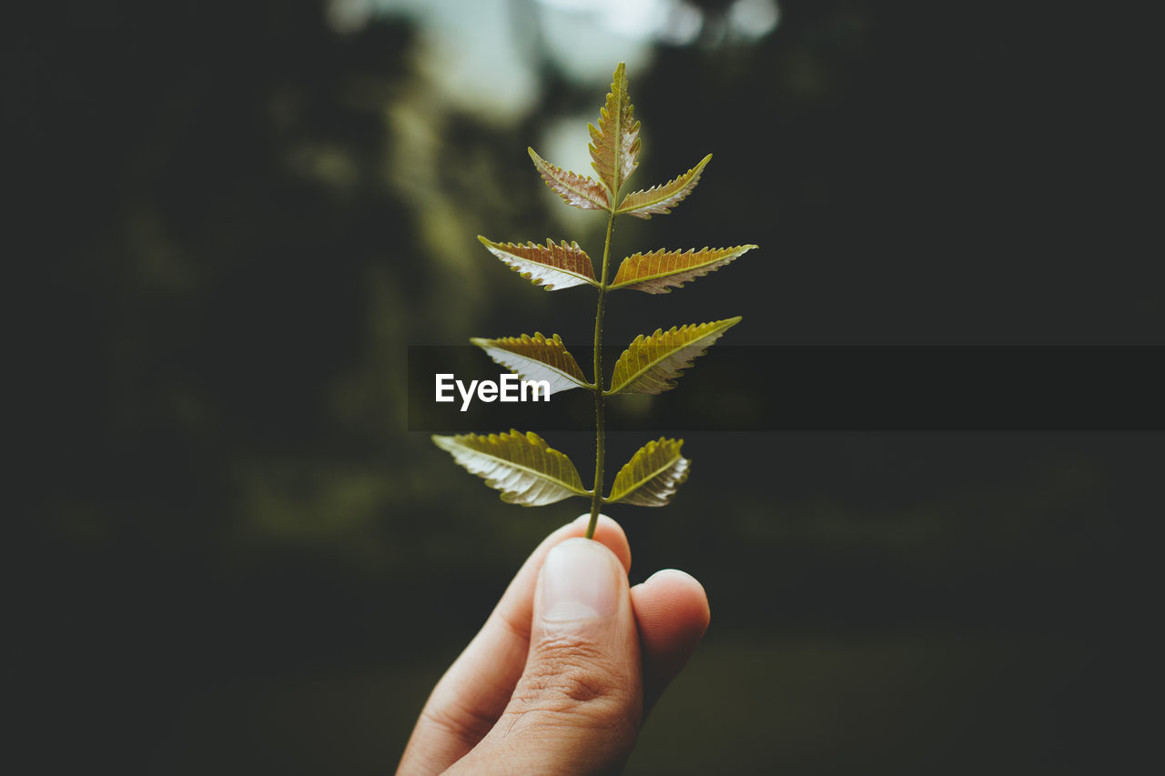 Close-up of person holding leaf