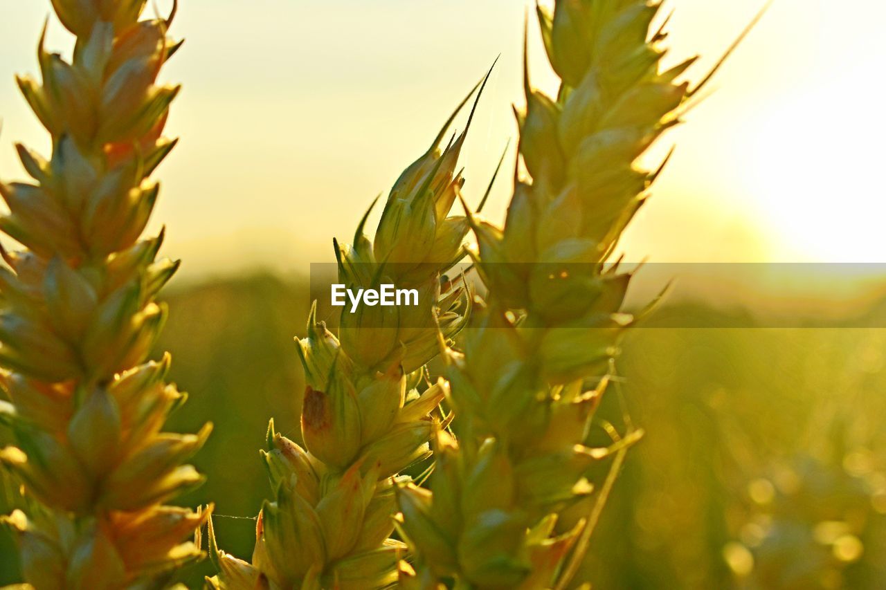 Close-up of crops growing on field against sky