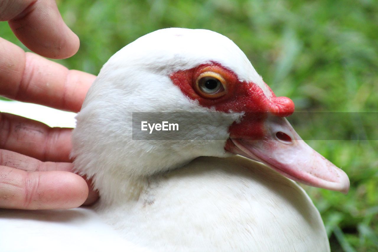 CLOSE-UP OF A HAND HOLDING A BIRD