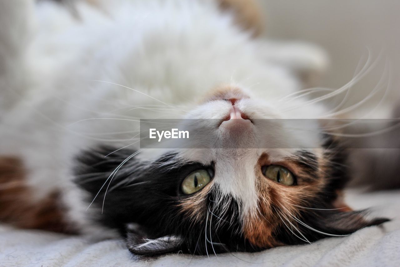 Close-up portrait of cat lying on back